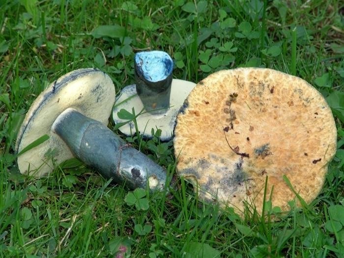 Какое наказание будет грозить за сбор редких грибов?