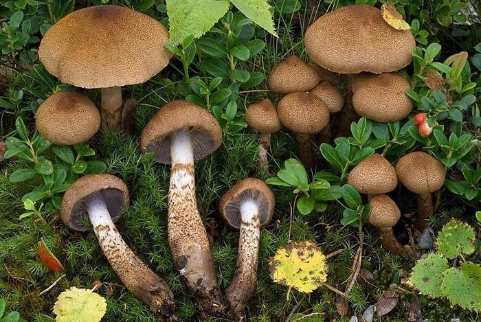 Что за закон о сборе грибов приняли в Госдуме?