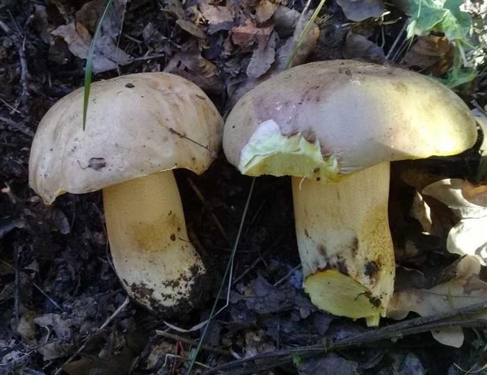 Какие грибы будет запрещено собирать в России?