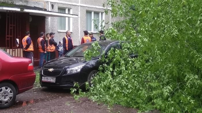 Если есть страховка: что делать, когда дерево упало на автомобиль